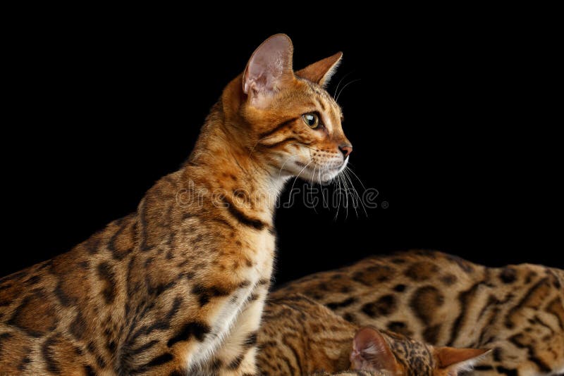 Gatinho adorável de Bengal da raça isolado no fundo preto foto de stock Gatinho adorável de Bengal da raça isolado no fundo preto foto de stock