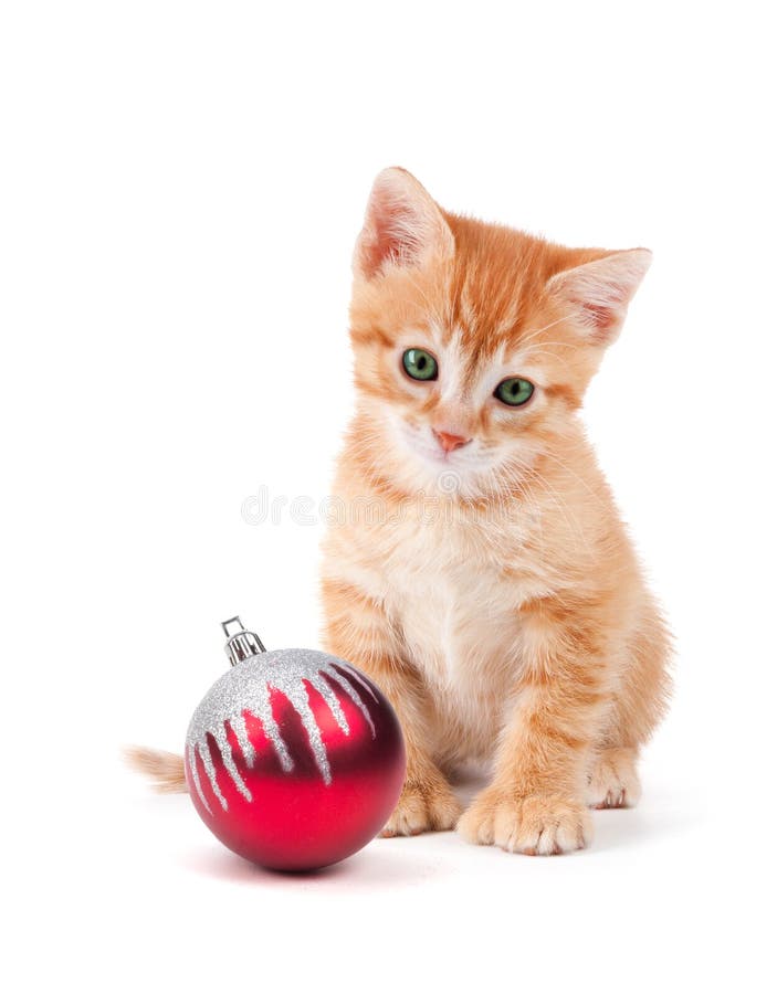 Gatinho alaranjado bonito com as grandes patas que sentam-se ao lado de um Natal O fotos de stock royalty free Gatinho alaranjado bonito com as grandes patas que sentam-se ao lado de um Natal O fotos de stock royalty free