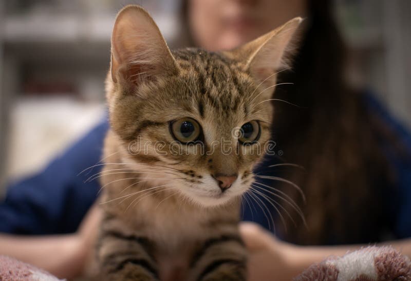 Um Gato Fofo Com Uma Cara Insatisfeita Engraçada Sentado Na Sala De Jogos  No Meio Do Conjunto De Construção Imagem de Stock - Imagem de pele, relaxe:  273463869