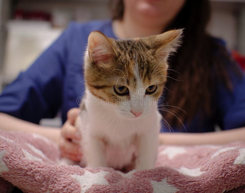 Um Gato Fofo Com Uma Cara Insatisfeita Engraçada Sentado Na Sala De Jogos  No Meio Do Conjunto De Construção Imagem de Stock - Imagem de pele, relaxe:  273463869