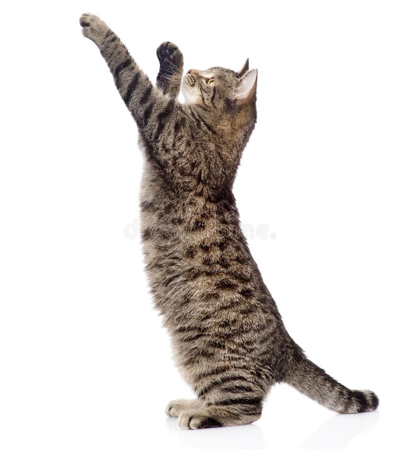 Gatinho bonito do gato malhado que está nos pés traseiros e no pulo Isolado fotografia de stock Gatinho bonito do gato malhado que está nos pés traseiros e no pulo Isolado fotografia de stock