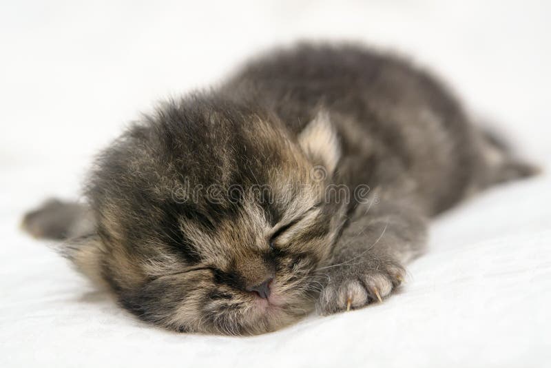 Jogo Bonito Do Gatinho Do Gato Persa Com Mamã Foto de Stock