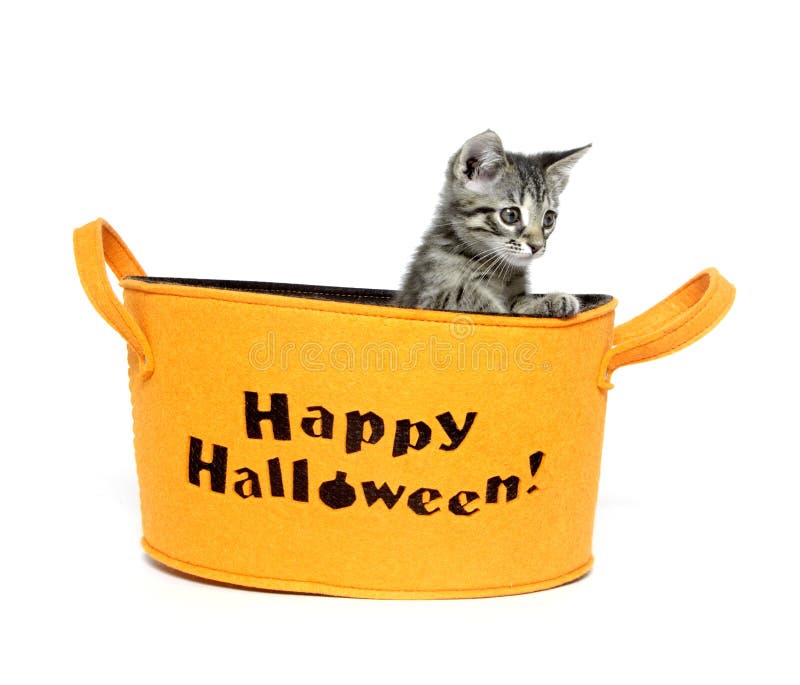 Gatinho bonito na cesta de Halloween foto de stock Gatinho bonito na cesta de Halloween foto de stock