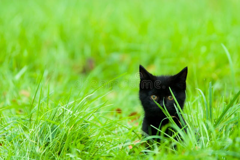 Gatinho bonito na grama foto de stock Gatinho bonito na grama foto de stock