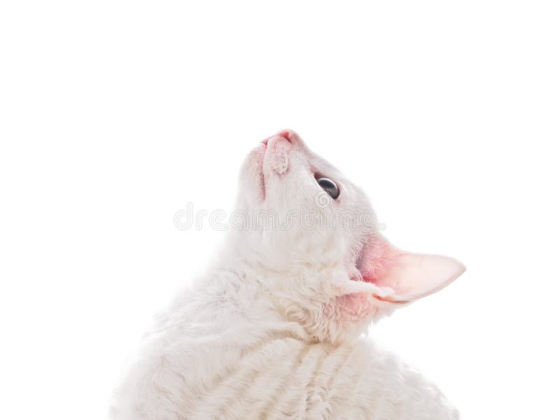 Gatinho branco que olha acima fotos de stock Gatinho branco que olha acima fotos de stock