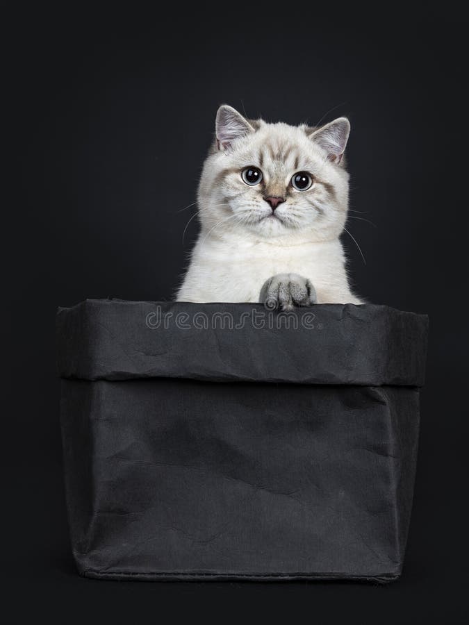 Gatinho britânico do gato de Shorthair do ponto azul bonito super do gato malhado, isolado no fundo preto imagens de stock Gatinho britânico do gato de Shorthair do ponto azul bonito super do gato malhado, isolado no fundo preto imagens de stock
