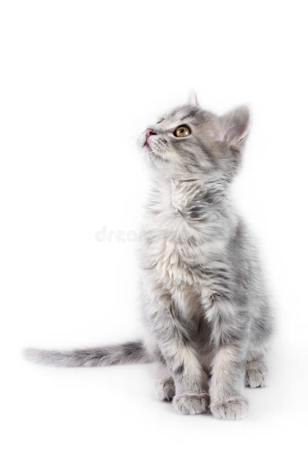 Gatinho cinzento fotos de stock Gatinho cinzento fotos de stock