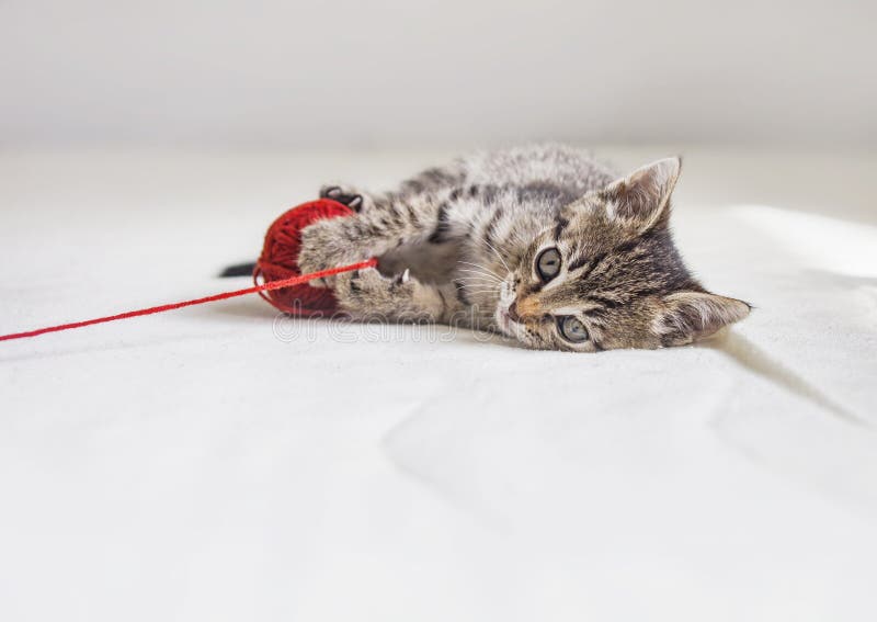 Jogos Do Gatinho Com Linha Vermelha Imagem de Stock - Imagem de branco,  felino: 75793509