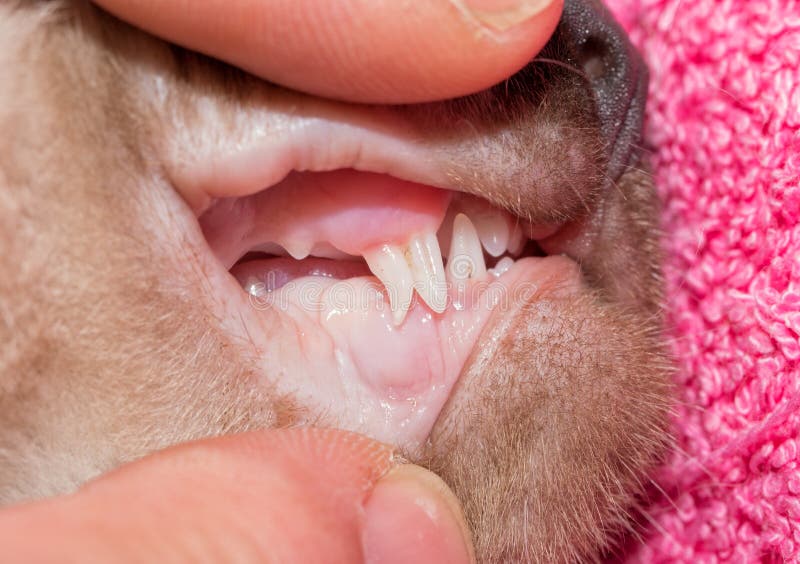 Kitten with deciduous canine tooth being replaced with permanent one, both showing at the same time. Kitten with deciduous canine tooth being replaced with permanent one, both showing at the same time