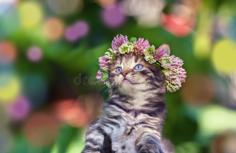 Gatinho coroado com um chaplet fotos de stock Gatinho coroado com um chaplet fotos de stock