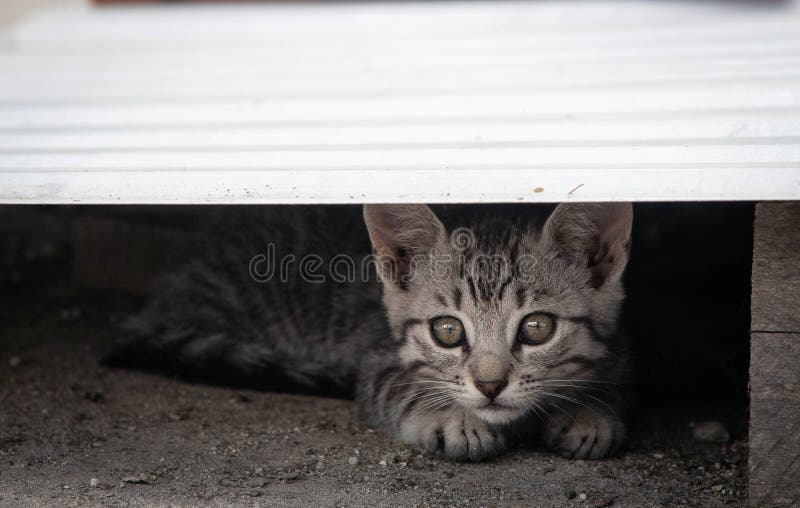 Gatinho curioso Gatinho curioso doméstico foto de stock Gatinho curioso Gatinho curioso doméstico foto de stock