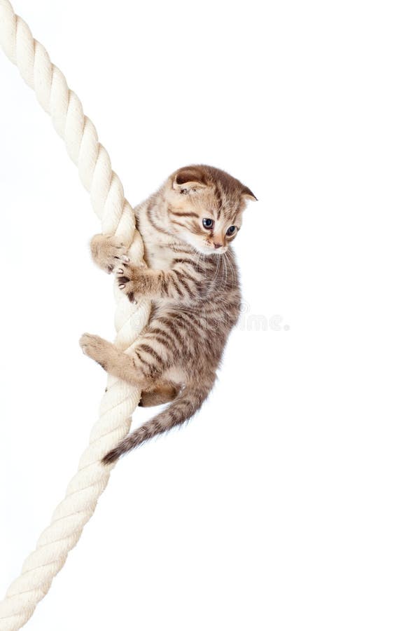 Gatinho da dobra do Scottish que escala na corda fotografia de stock royalty free Gatinho da dobra do Scottish que escala na corda fotografia de stock royalty free