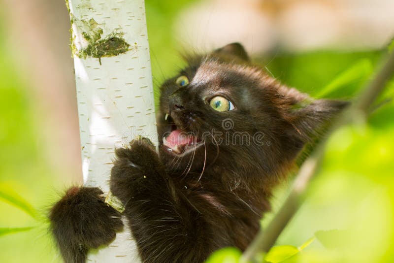 Gatinho de grito em uma árvore imagem de stock Gatinho de grito em uma árvore imagem de stock