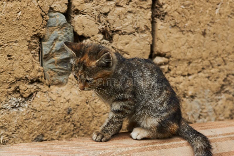 Gatinho de jogo pequeno, fora fotos de stock royalty free