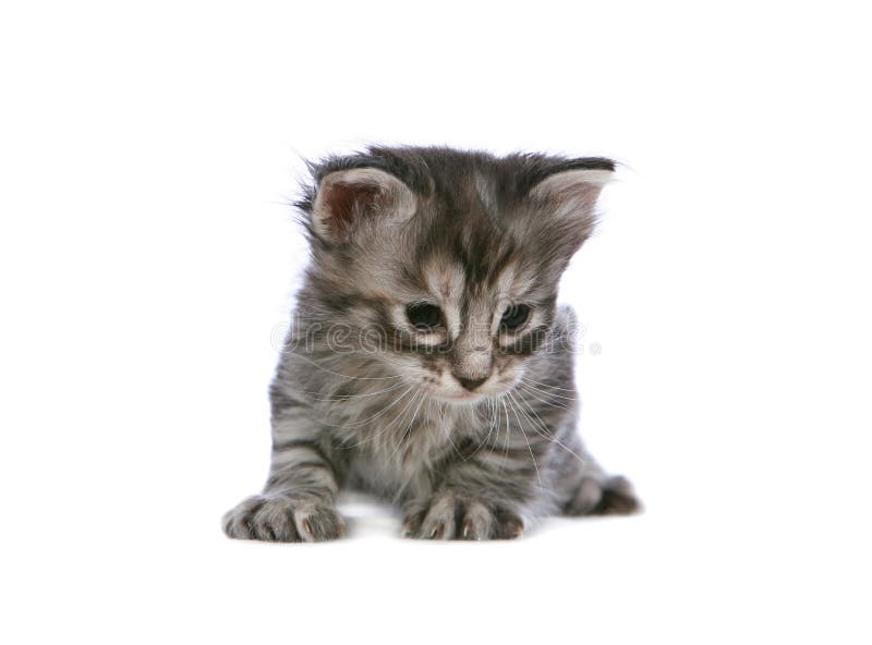 Gatinho de prata foto de stock Gatinho de prata foto de stock