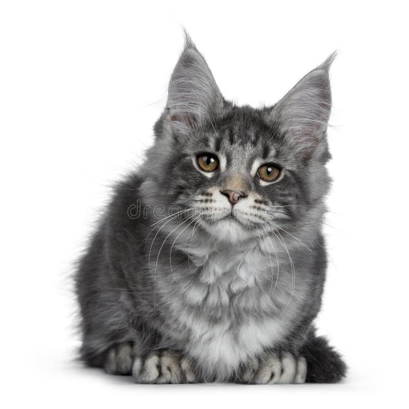 Gatinho de prata azul de sorriso do gato de Maine Coon no fundo branco fotos de stock royalty free Gatinho de prata azul de sorriso do gato de Maine Coon no fundo branco fotos de stock royalty free