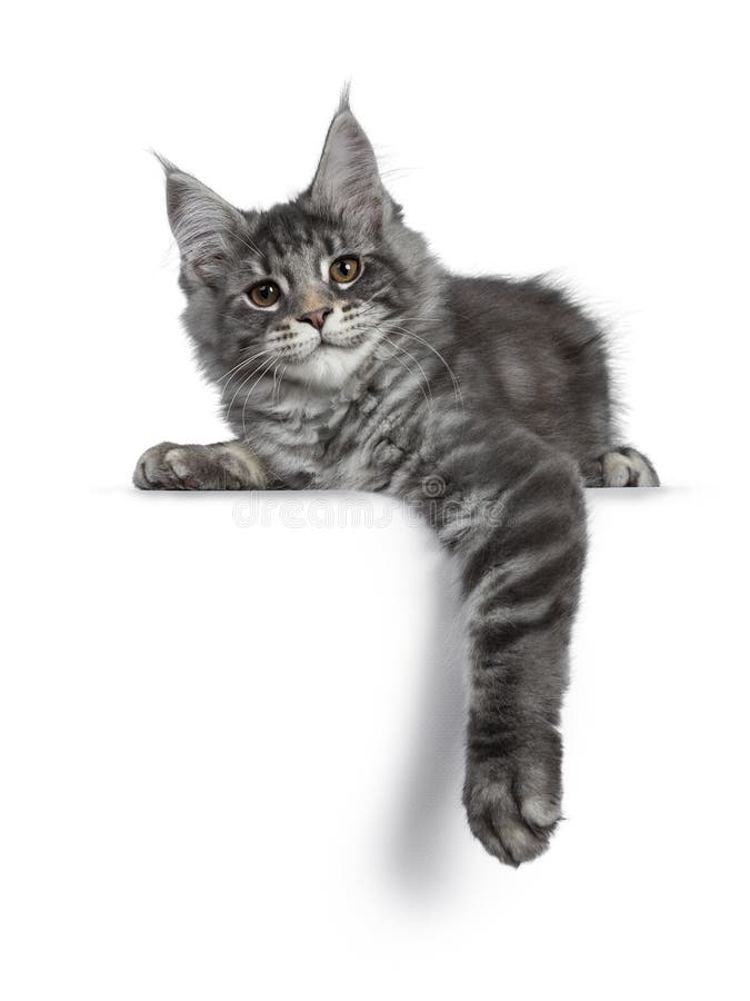 Gatinho de prata azul de sorriso do gato de Maine Coon no fundo branco imagens de stock royalty free Gatinho de prata azul de sorriso do gato de Maine Coon no fundo branco imagens de stock royalty free