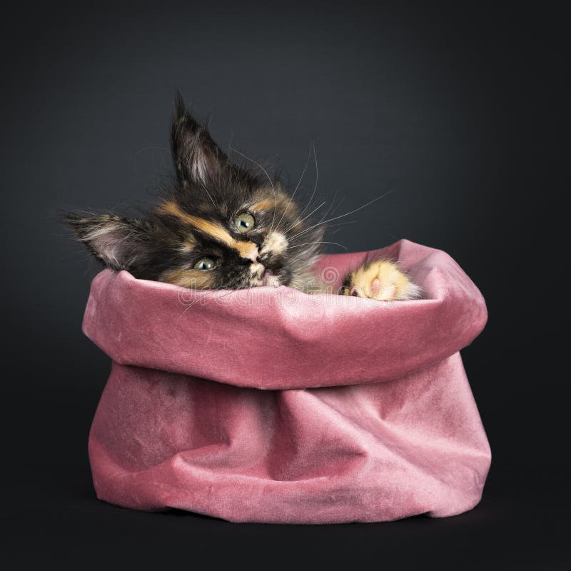 Gatinho de Tortie Maine Coon no preto imagens de stock Gatinho de Tortie Maine Coon no preto imagens de stock
