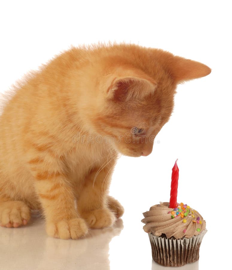 Gatinho do aniversário com queque Gatinho do aniversário com queque