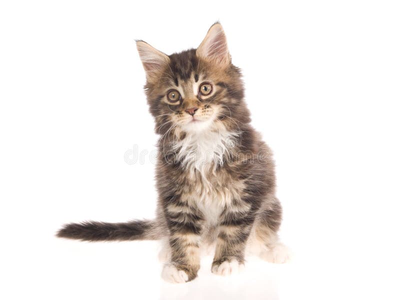 Jogos Macios Pequenos De Maine Coon Do Gatinho Foto de Stock - Imagem de  gato, cabelo: 85355236