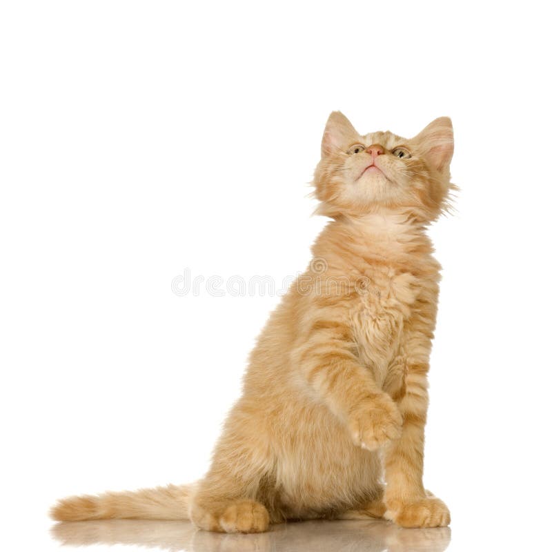 Jogo Do Gatinho Do Gengibre Foto de Stock - Imagem de macio, curiosidade:  83943490