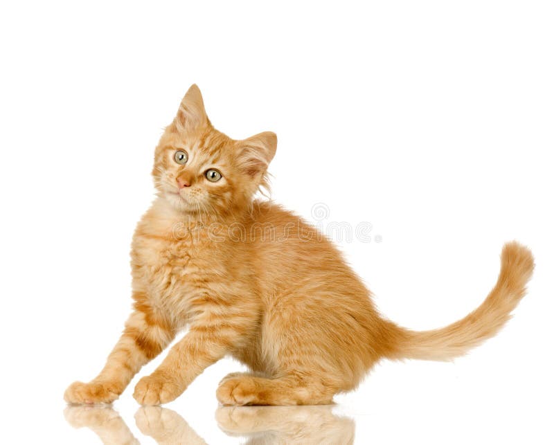 Jogo Do Gatinho Do Gengibre Foto de Stock - Imagem de macio, curiosidade:  83943490