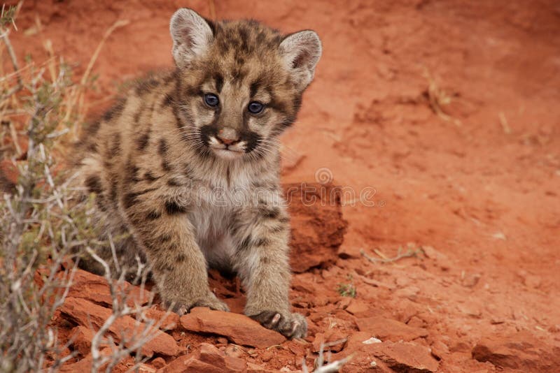 Mountain lion kitten with blue eyes sitting on red rocks in front of red rock alcove. Mountain lion kitten with blue eyes sitting on red rocks in front of red rock alcove