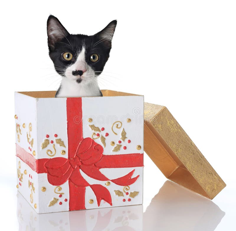 Gatinho do Natal Gatinho do Natal
