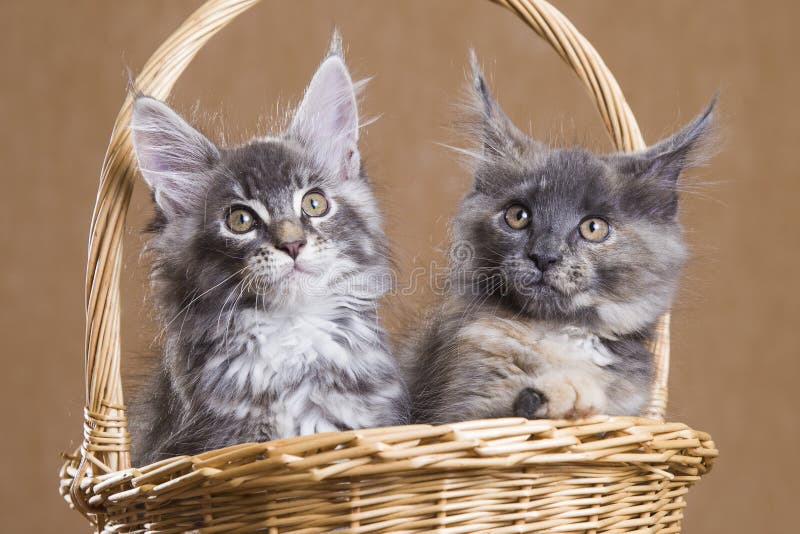Gatinho dois Maine Coon em uma cesta foto de stock royalty free Gatinho dois Maine Coon em uma cesta foto de stock royalty free