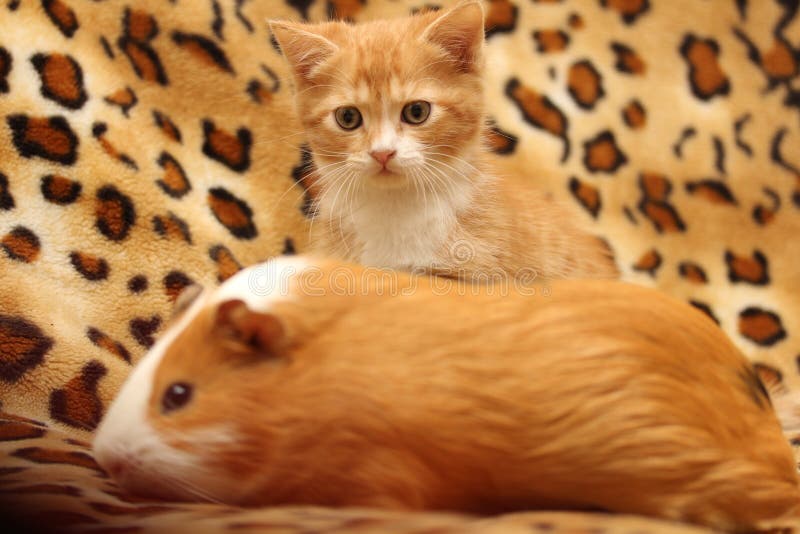Gatinho e porquinho-da-índia fotos de stock