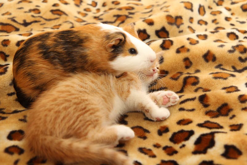 Gatinho e porquinho-da-índia 2 fotografia de stock