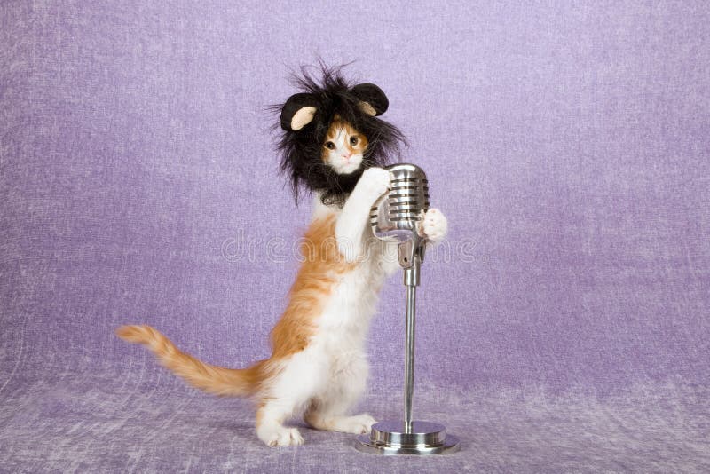 Gatinho engraçado cômico que veste a peruca animal peludo preta com as grandes orelhas que sustentam o microfone da falsificação