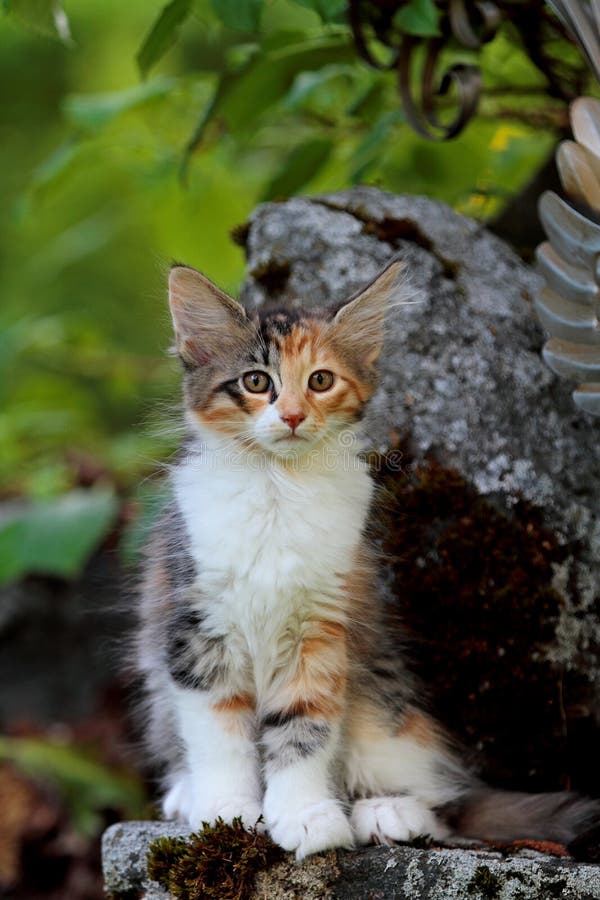 Gatinho fêmea do gato norueguês da floresta que senta-se em uma pedra fotografia de stock Gatinho fêmea do gato norueguês da floresta que senta-se em uma pedra fotografia de stock