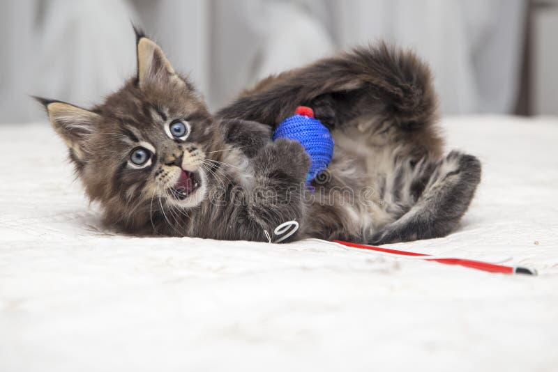 Jogos Macios Pequenos De Maine Coon Do Gatinho Foto de Stock