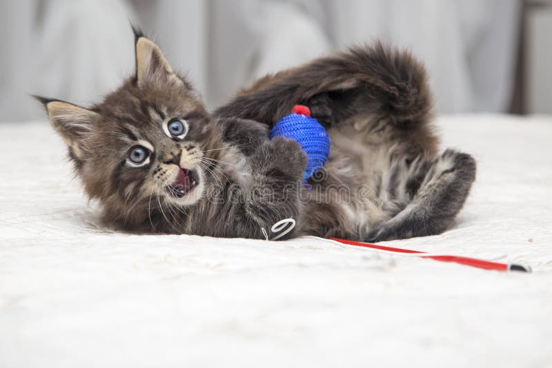 Gatinho Macio Pequeno Maine Coon Imagem de Stock - Imagem de casulo,  fofofo: 84864283