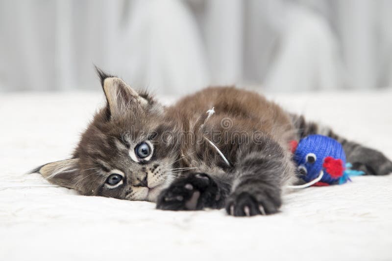 Gatinho Macio Pequeno Maine Coon Imagem de Stock - Imagem de casulo,  fofofo: 84864283