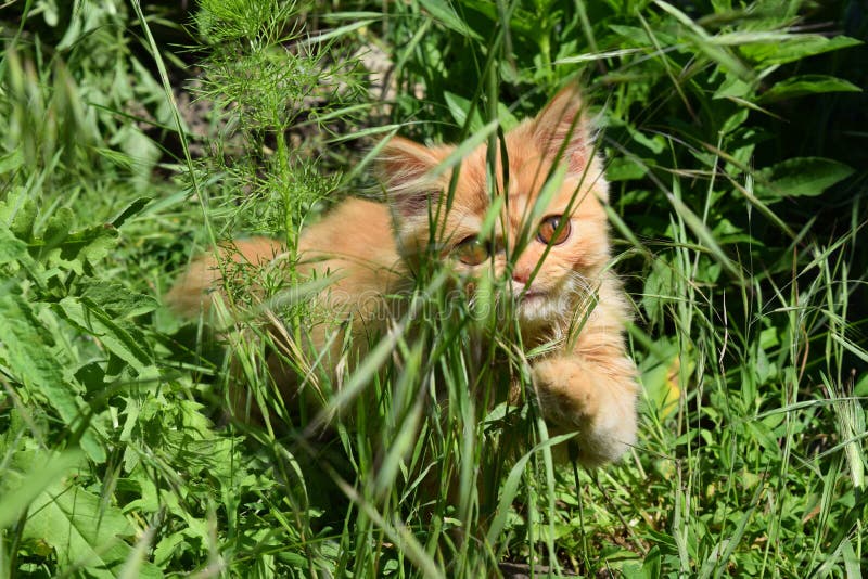 Corte O Jogo Do Gatinho Do Bebê Foto de Stock - Imagem de miado, gato:  116003432