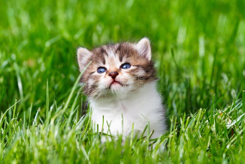 Jogos Do Gatinho Em Uma Grama Verde Imagem de Stock - Imagem de animais,  gato: 36791029