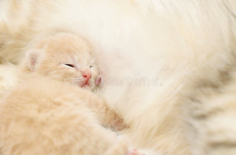 Gatinho pequeno após comer fotografia de stock royalty free Gatinho pequeno após comer fotografia de stock royalty free