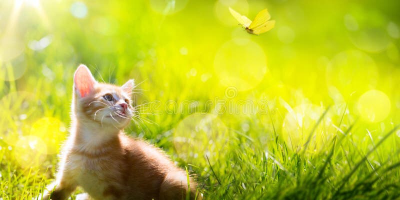 Gatinho Feliz Da Arte; Jogos Bonitos Do Gato Com Uma Borboleta Imagem de  Stock - Imagem de verde, borboleta: 99713537