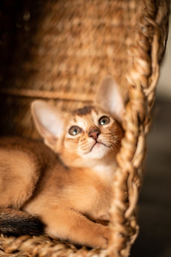 Um pequeno gatinho vermelho olha para fora de uma cesta de vime