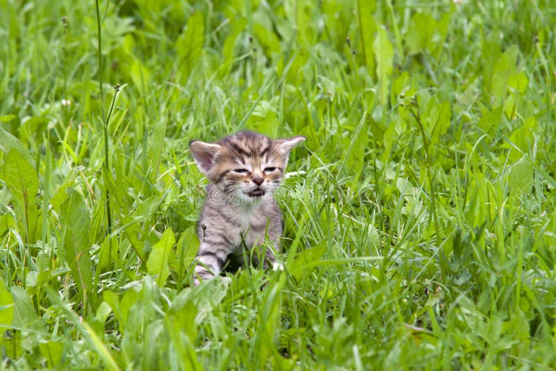 Gatinho perdido imagem de stock royalty free Gatinho perdido imagem de stock royalty free