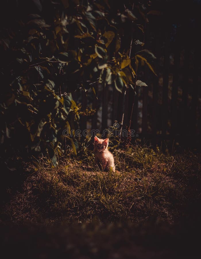 Gatinho perdido imagem de stock Gatinho perdido imagem de stock