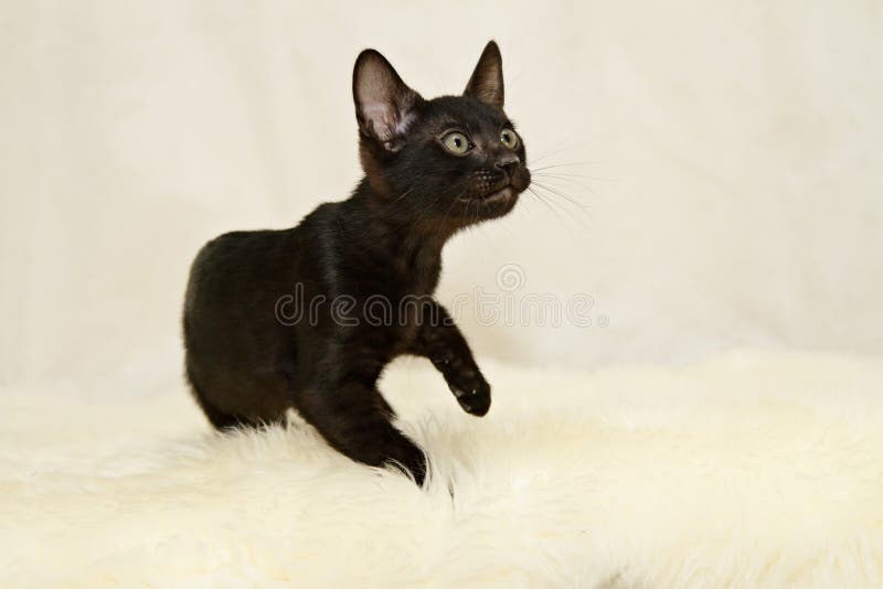 Gatinho preto do gato de bengal fotos de stock royalty free Gatinho preto do gato de bengal fotos de stock royalty free