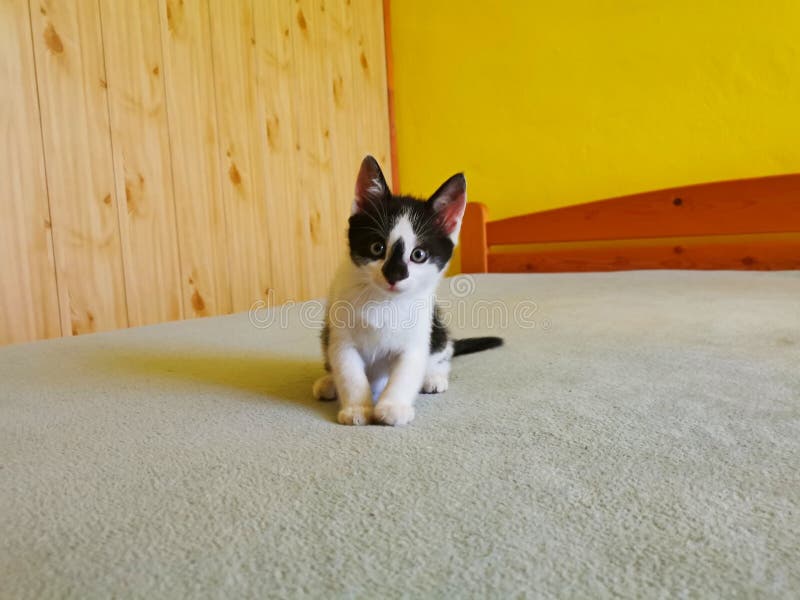 Fofinho gatinho branco com orelhas pretas está aninhado em uma cama branca  enquanto tenta dormir. gato de estimação isolado