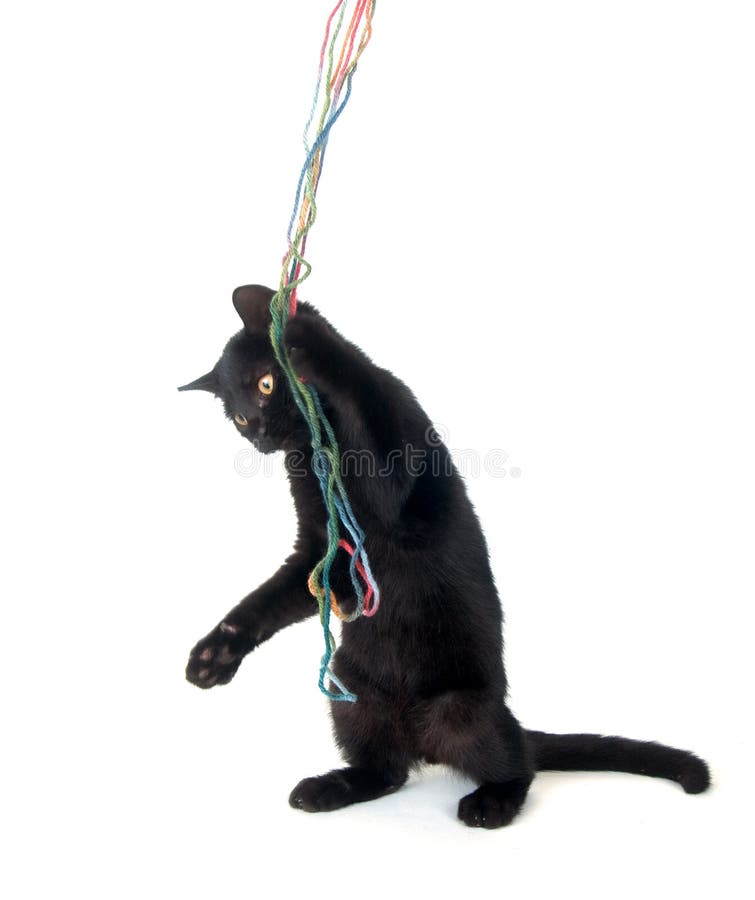 Jogo do gato preto imagem de stock. Imagem de preto, branco - 66726499