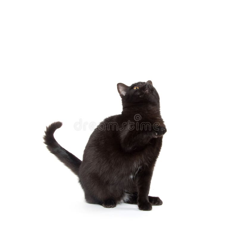 Jogo do gato preto foto de stock. Imagem de gato, animal - 17942790