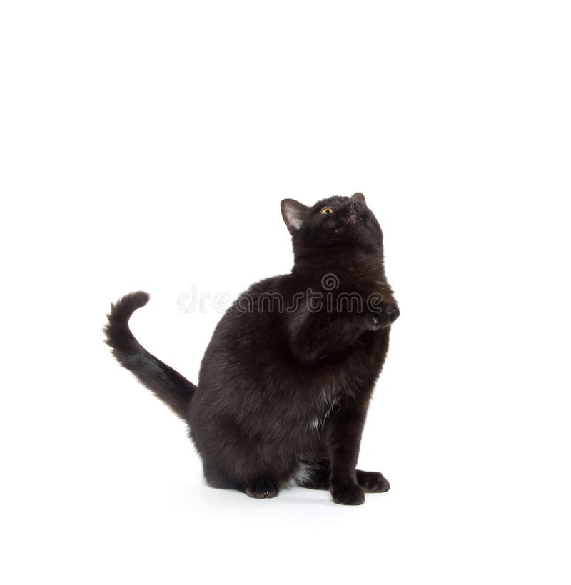 Jogo do gato preto imagem de stock. Imagem de fundo, gato - 66726493