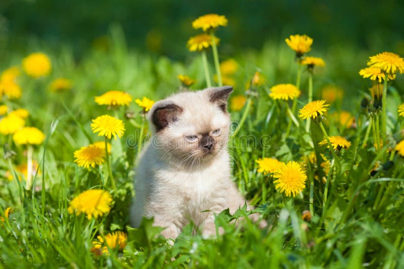 Gatinho que anda no gramado do dente-de-leão fotografia de stock Gatinho que anda no gramado do dente-de-leão fotografia de stock