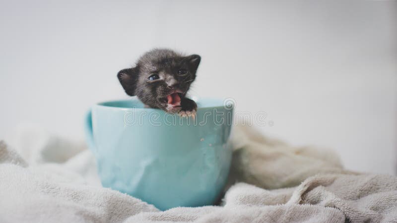 Gatinho que chama o imagens de stock Gatinho que chama o imagens de stock